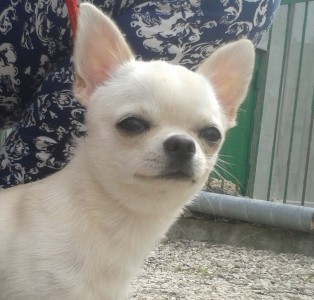 GLADIATOR GARRY BARDASH KENNEL