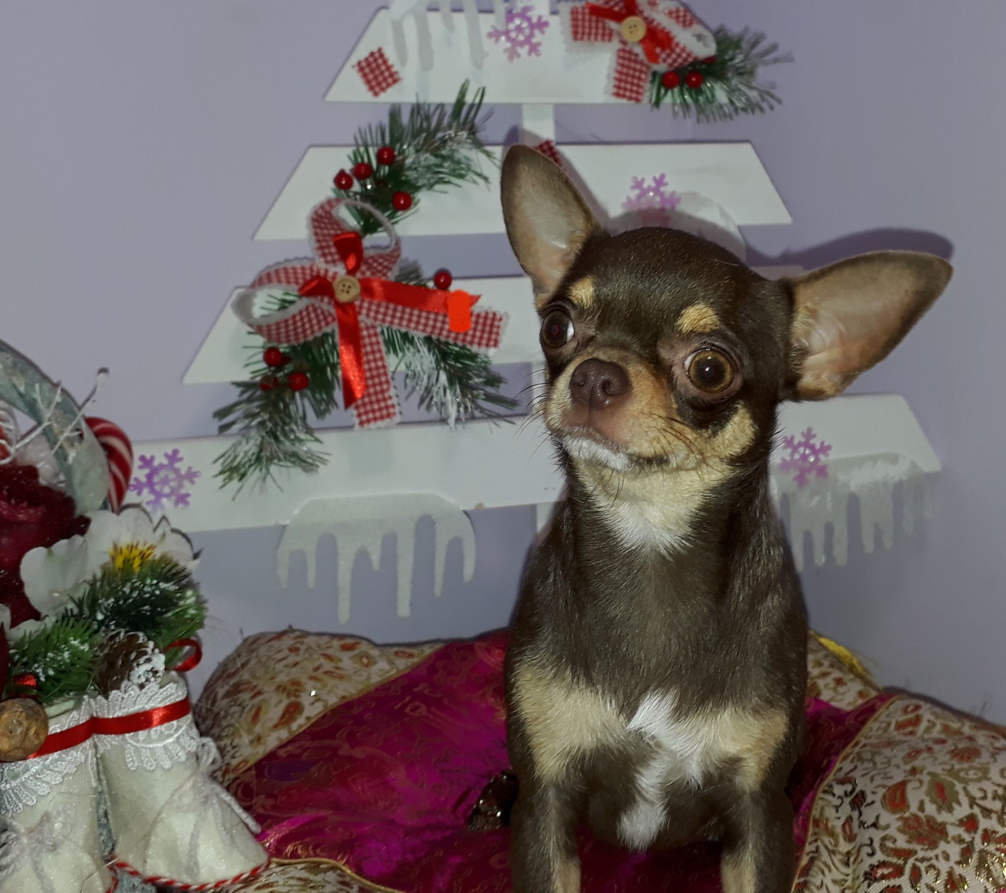 06-07.10.18 CACIB Осенний Львов 2018 
