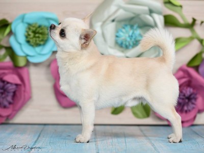 GLADIATOR GARRY BARDASH KENNEL