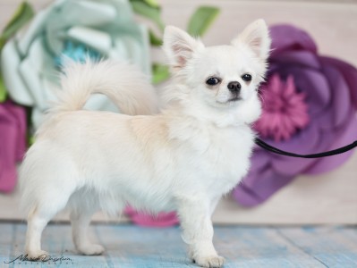 SHAH ARPILIN SIMON