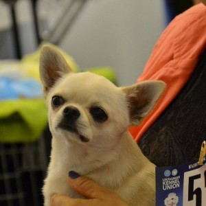 GLADIATOR GARRY BARDASH KENNEL
