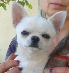 GLADIATOR GARRY BARDASH KENNEL