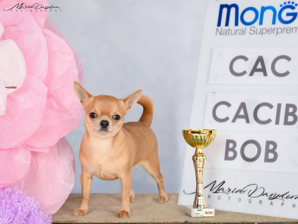 24.02.2019 CACIB FCI Odessa мемориал Шафир