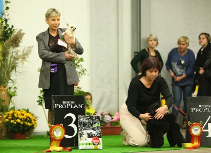 GLADIATOR GARRY BARDASH KENNEL