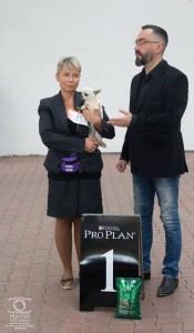 GLADIATOR GARRY BARDASH KENNEL