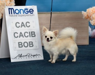 щенки чихуа помет A