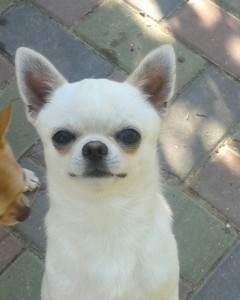 GLADIATOR GARRY BARDASH KENNEL