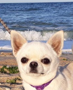 GLADIATOR GARRY BARDASH KENNEL