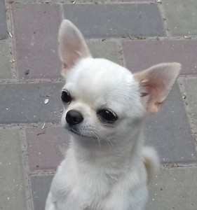 GLADIATOR GARRY BARDASH KENNEL
